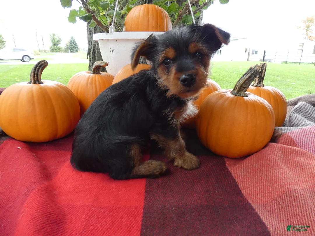 Yorkshire Terrier dogs for sale: Yorkshire Terrier 1 Midas - Ad 2