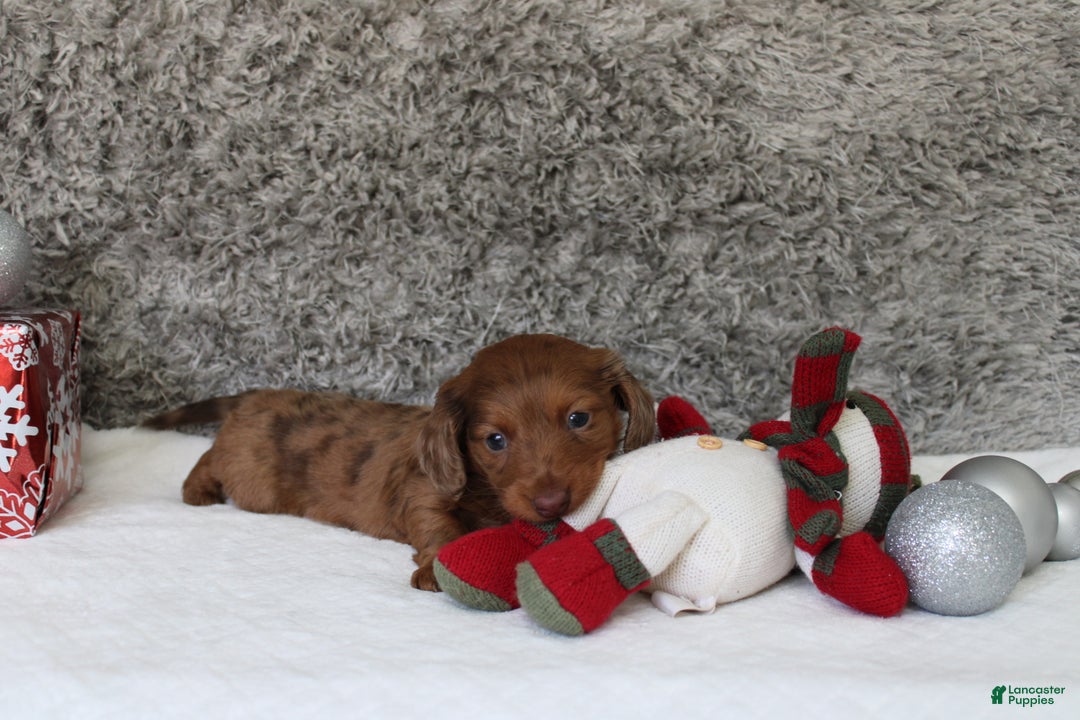 Miniature Dachshund dogs for sale: Shepard - Ad 11