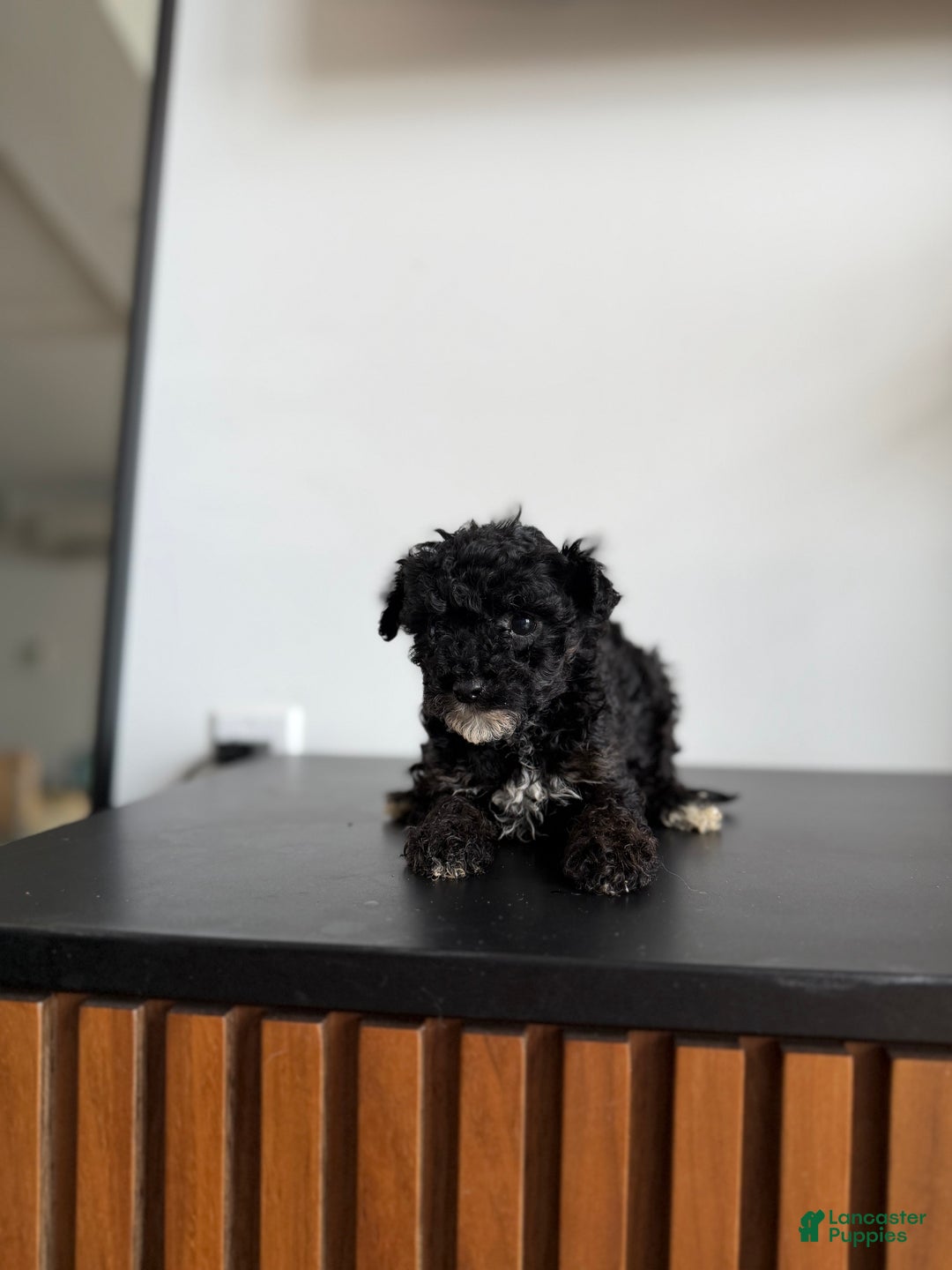 Toy Poodle dogs for sale: Sally teacup - Ad 8