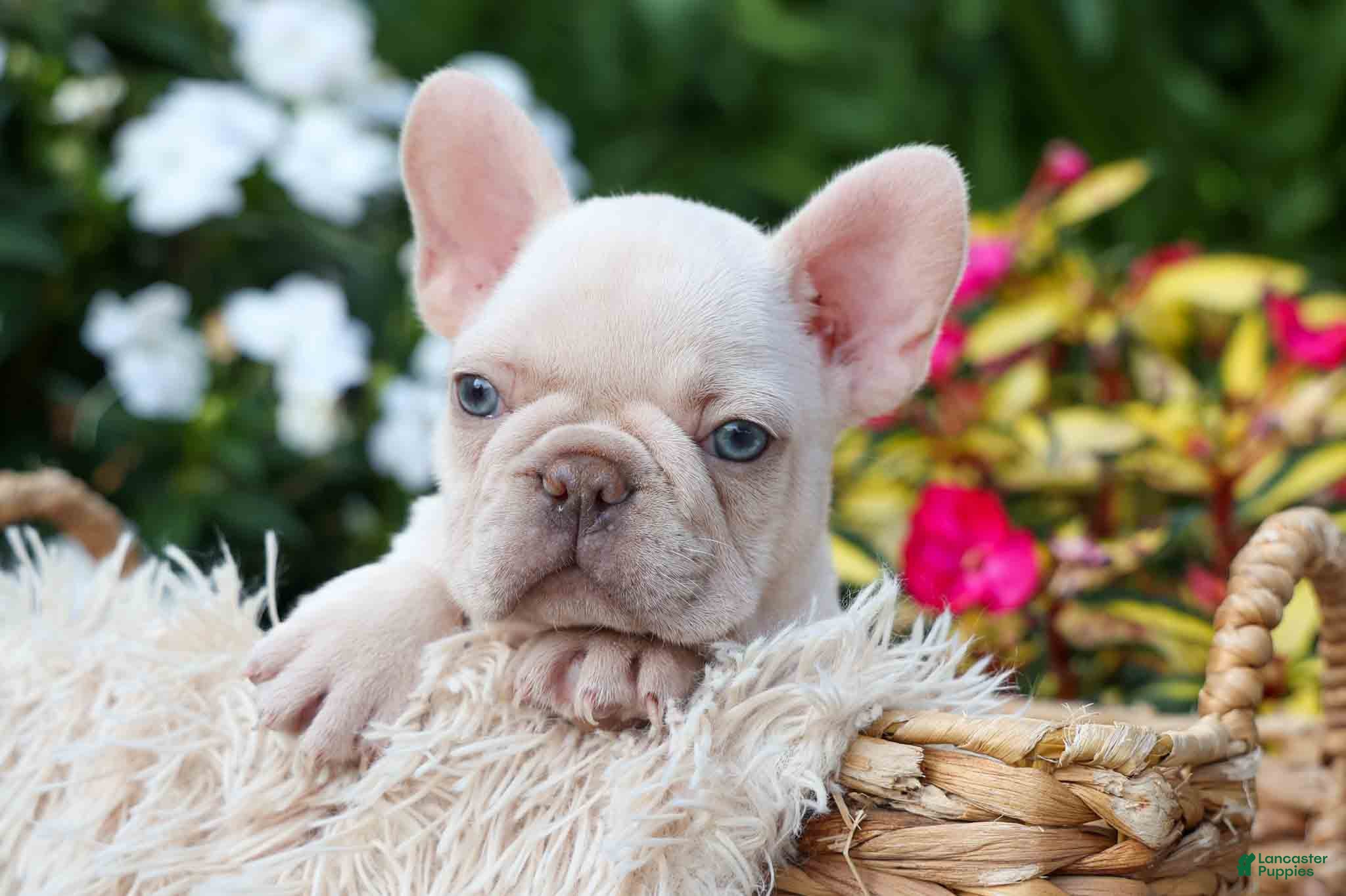 French Bulldog dogs Ronnie🐾 - Ad 1