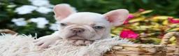 French Bulldog dogs for sale: Ronnie🐾 - Ad 9