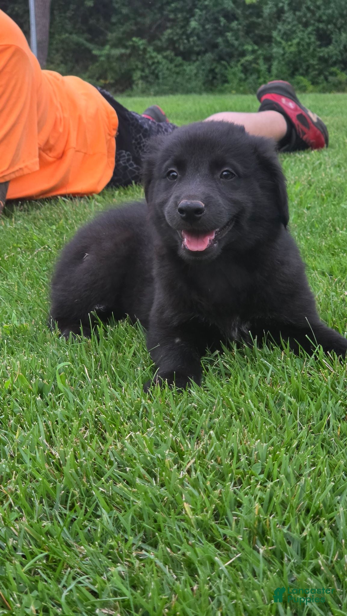 Mixed Breed dogs Midnight - Ad 38