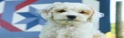Mixed Breed dogs for sale: Gnome Munchkin Bernedoodle - Ad 3