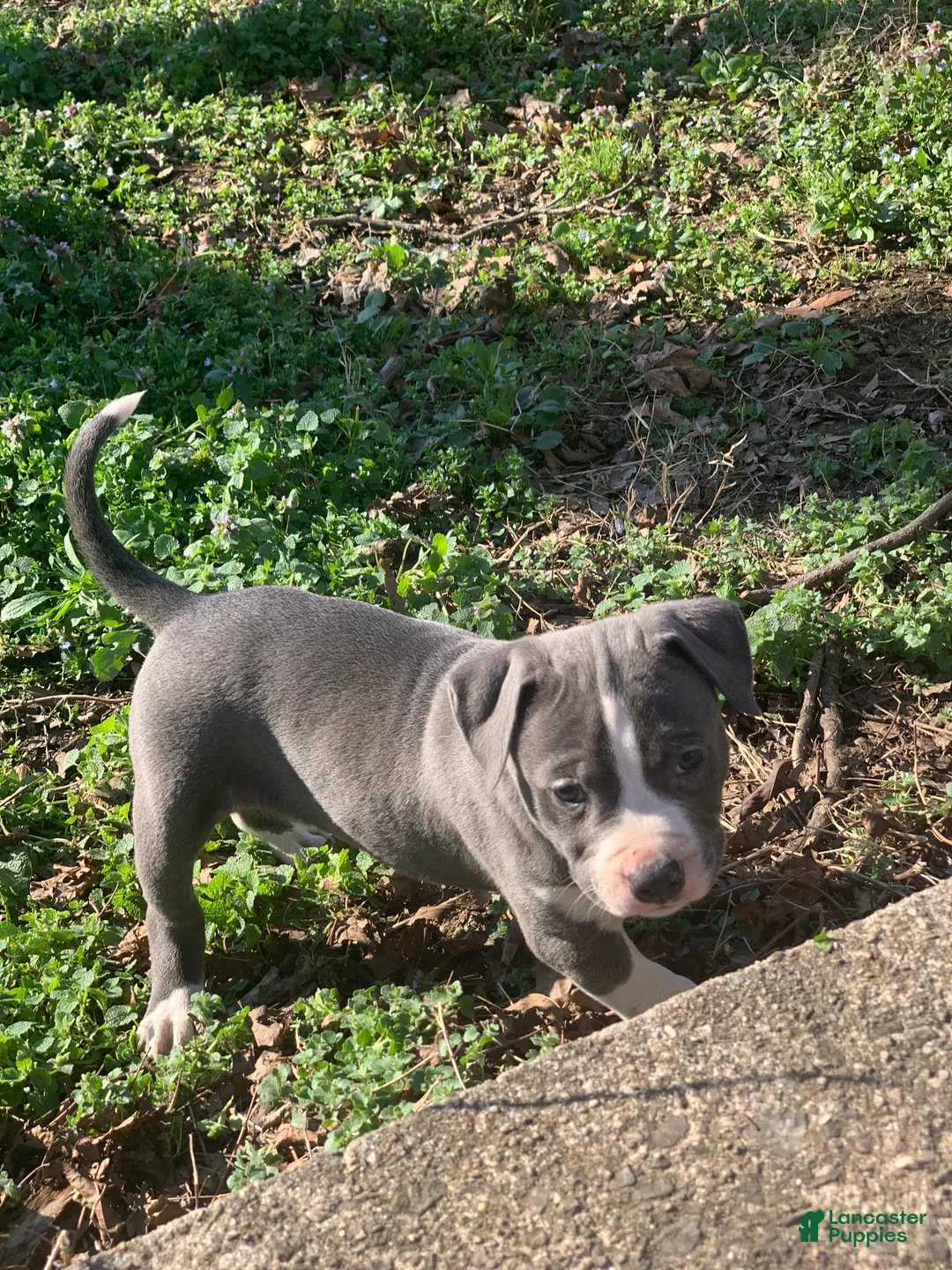 American Pit Bull Terrier dogs for sale: Zeus - Ad 1