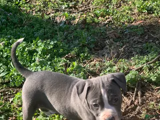 American Pit Bull Terrier dogs Zeus - Ad 23