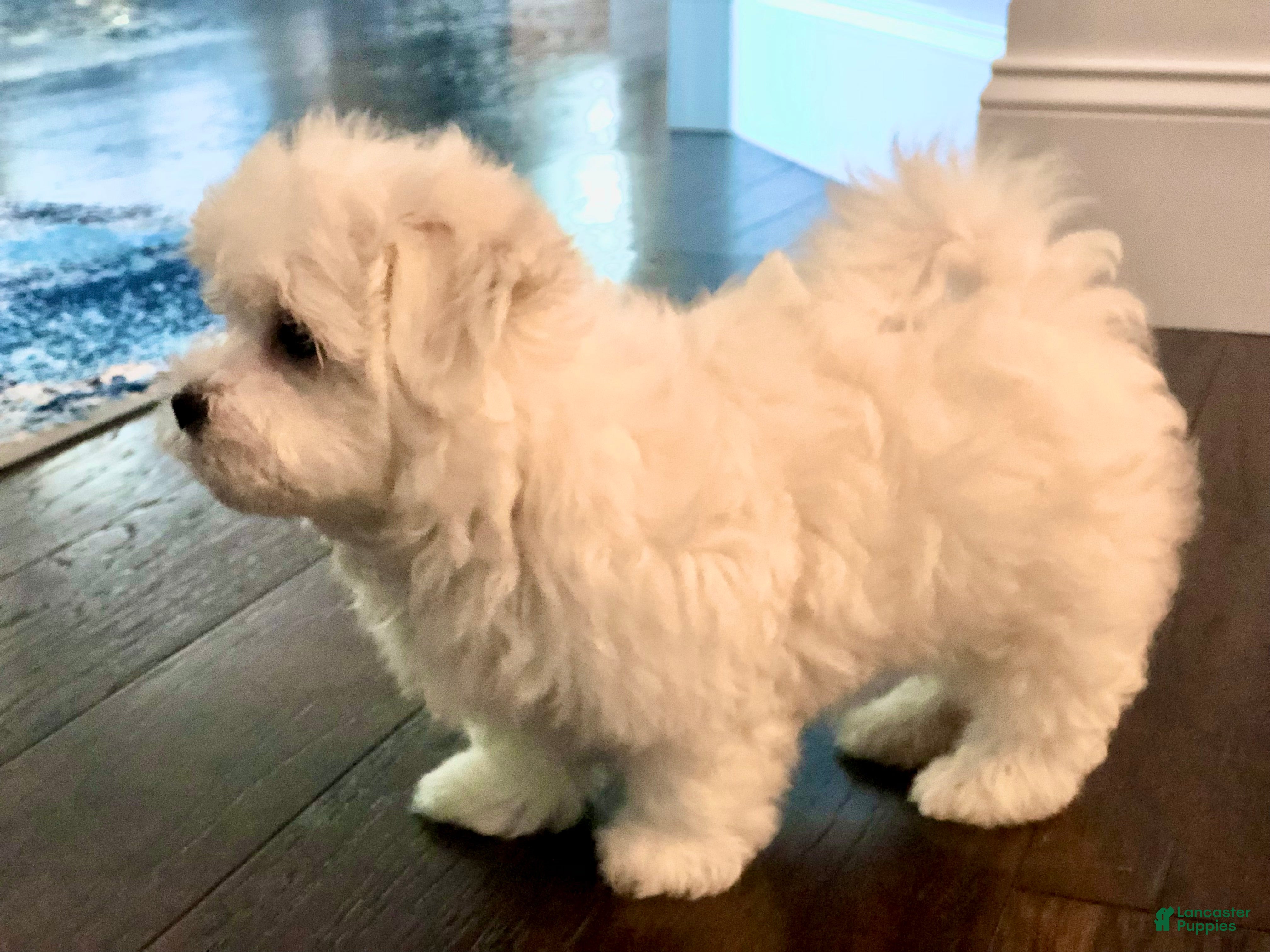 Maltese dogs Tobi - Ad 2