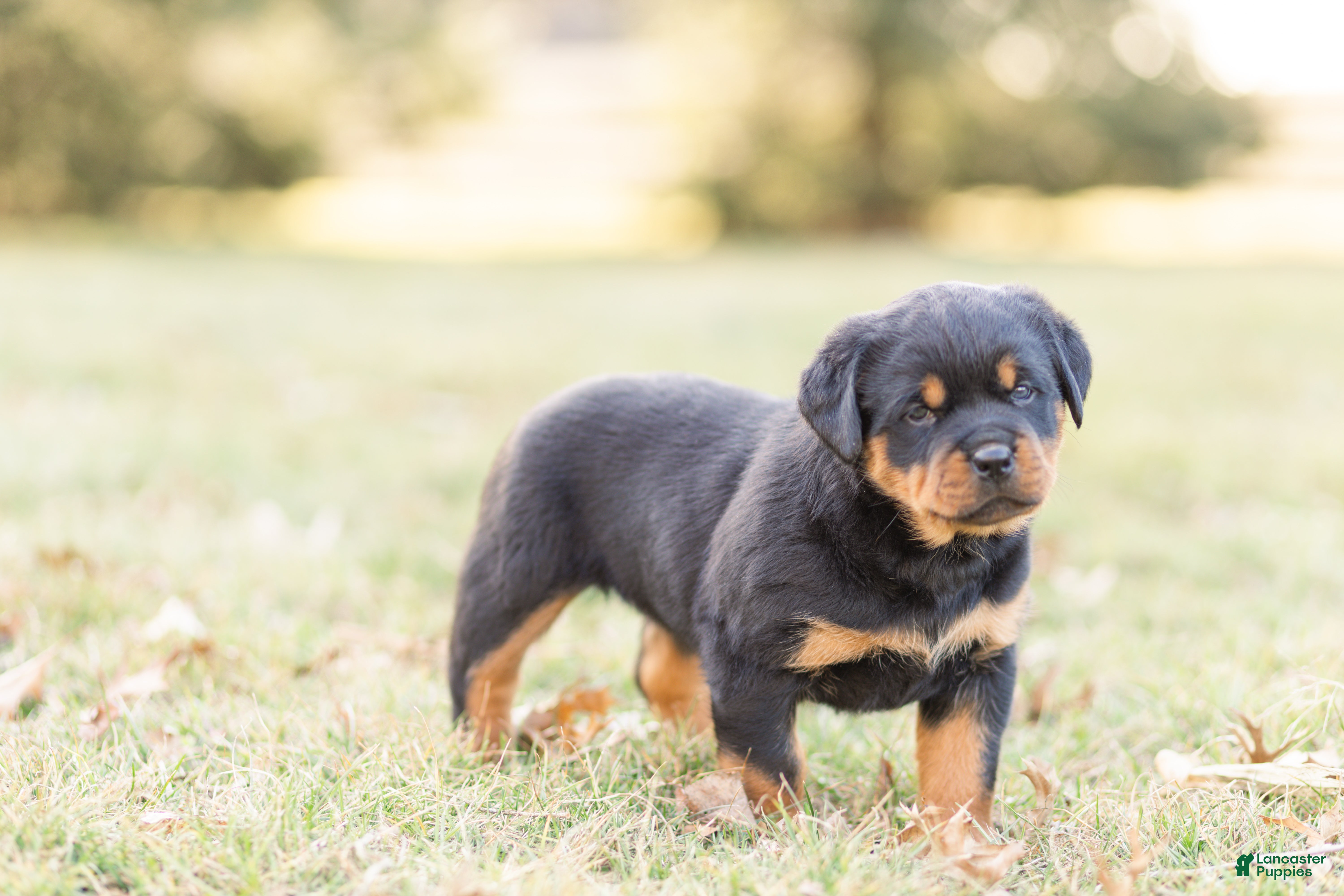 Rottweiler dogs Rottweiler Puppy 2 - Ad 2