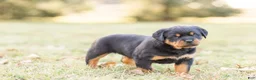 Rottweiler dogs for sale: Rottweiler Puppy 2 - Ad 2