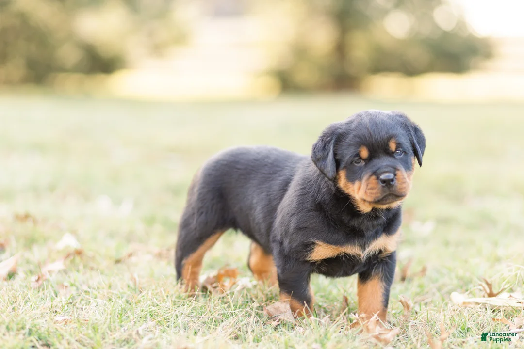 Rottweiler dogs for sale: Rottweiler Puppy 2 - Ad 2