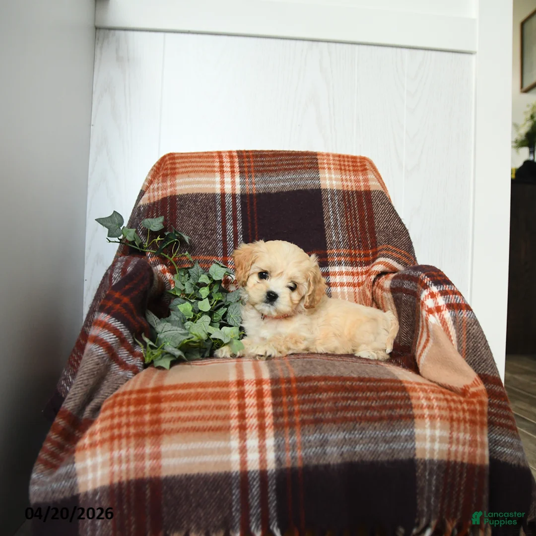 Cavachon dogs for sale: Kia - Ad 3