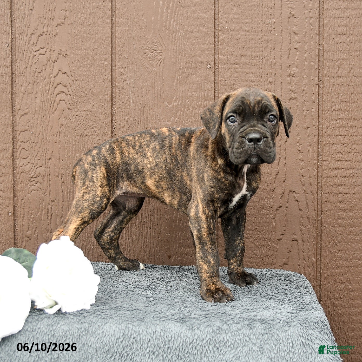 Cane Corso dogs Carmen - Ad 1