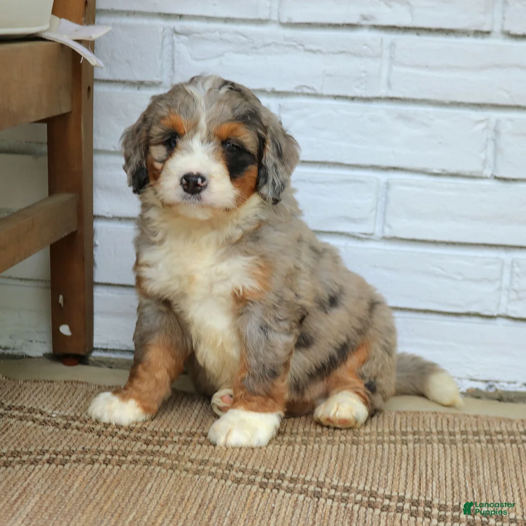 Mini Bernedoodle dogs for sale: Dexter  - Ad 1