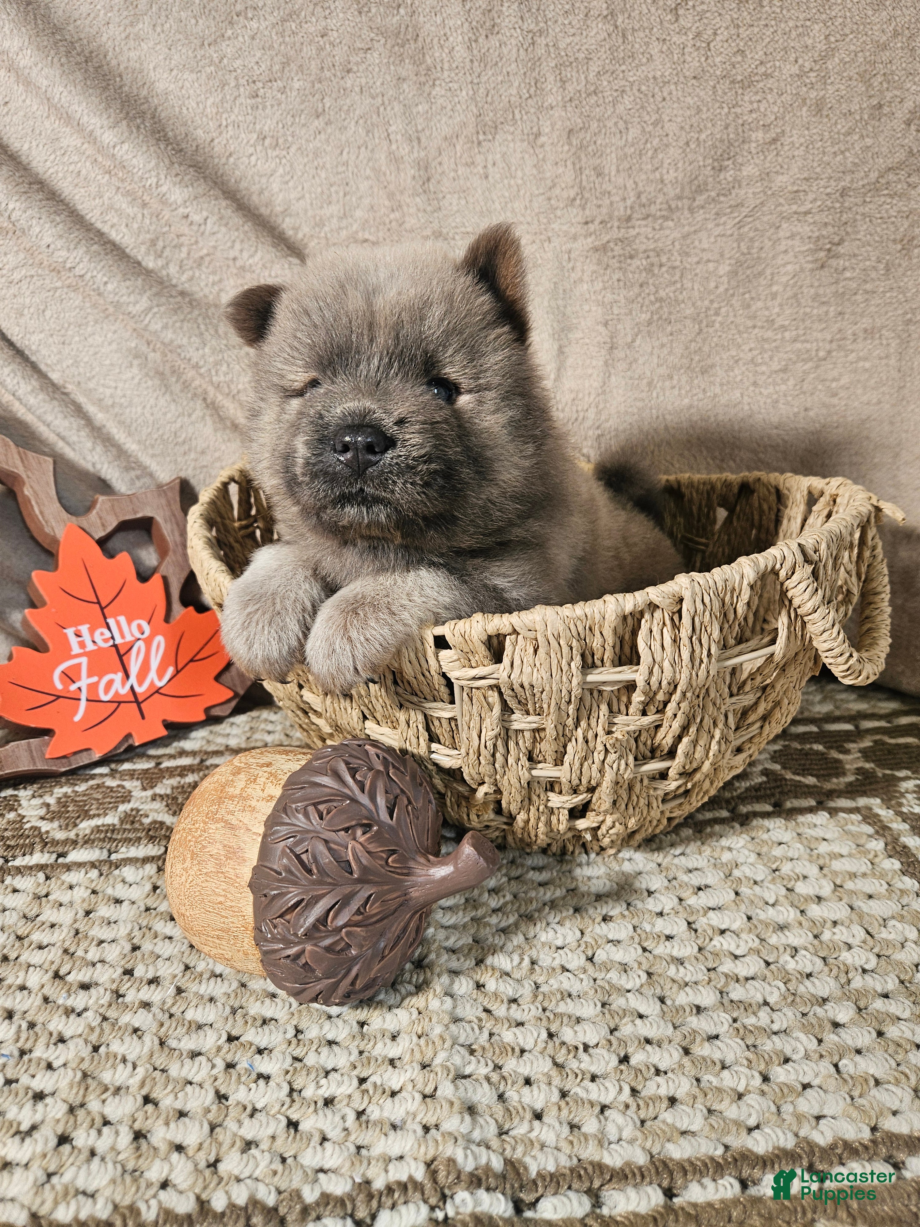 Chow Chow