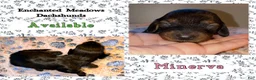 Miniature Dachshund dogs for sale: Minerva - Ad 2