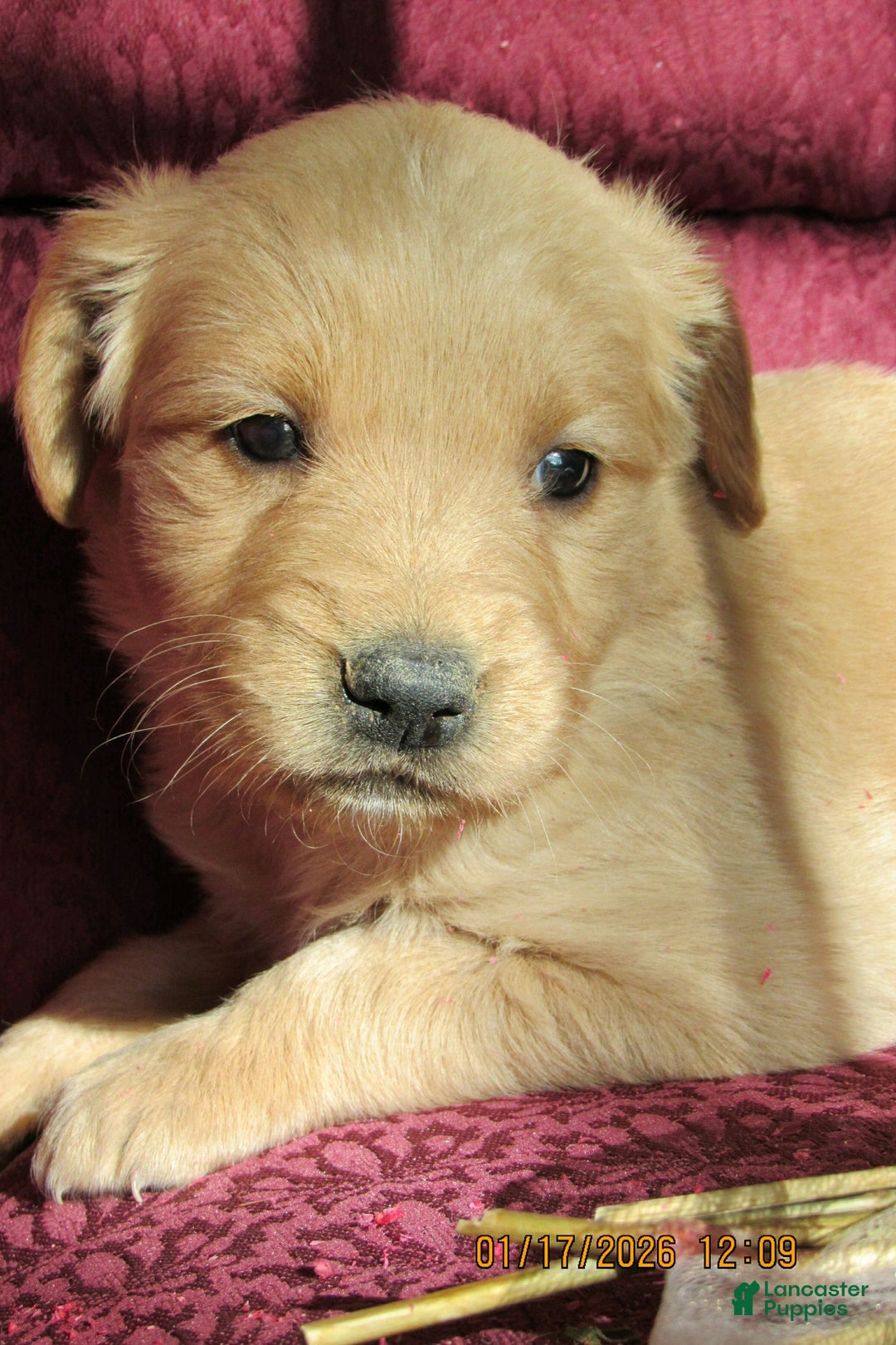 Golden Retriever dogs for sale: Golden Retriever Puppy 2 Mave - Ad 4