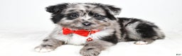 Mini Aussiedoodle dogs for sale: Blace - Ad 8