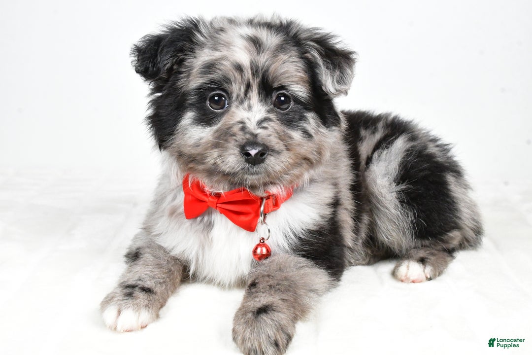 Mini Aussiedoodle dogs for sale: Blace - Ad 8