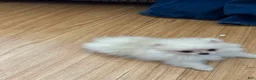 Pomeranian dogs for sale: Leia  - Ad 1