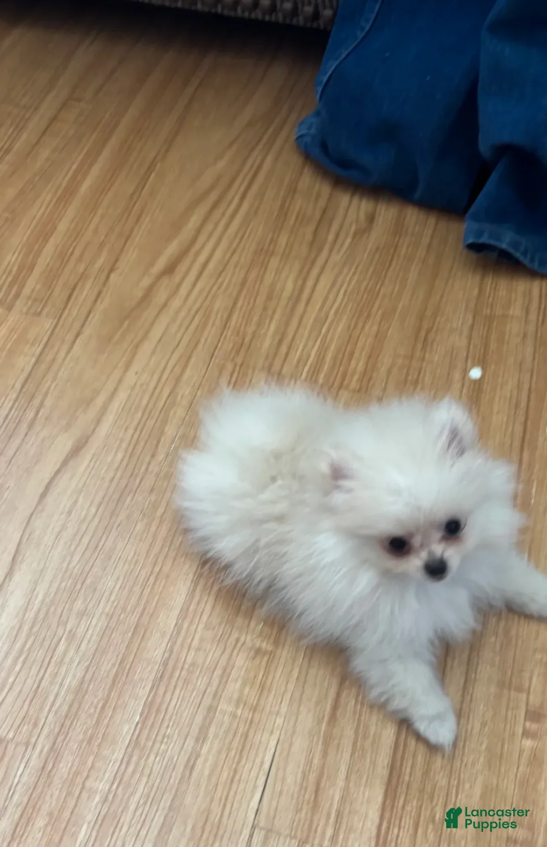 Pomeranian dogs for sale: Leia  - Ad 1