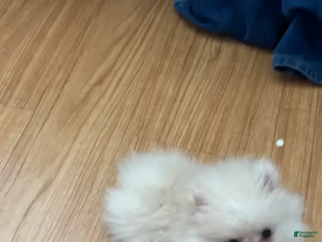 Pomeranian dogs for sale: Leia - Ad 2