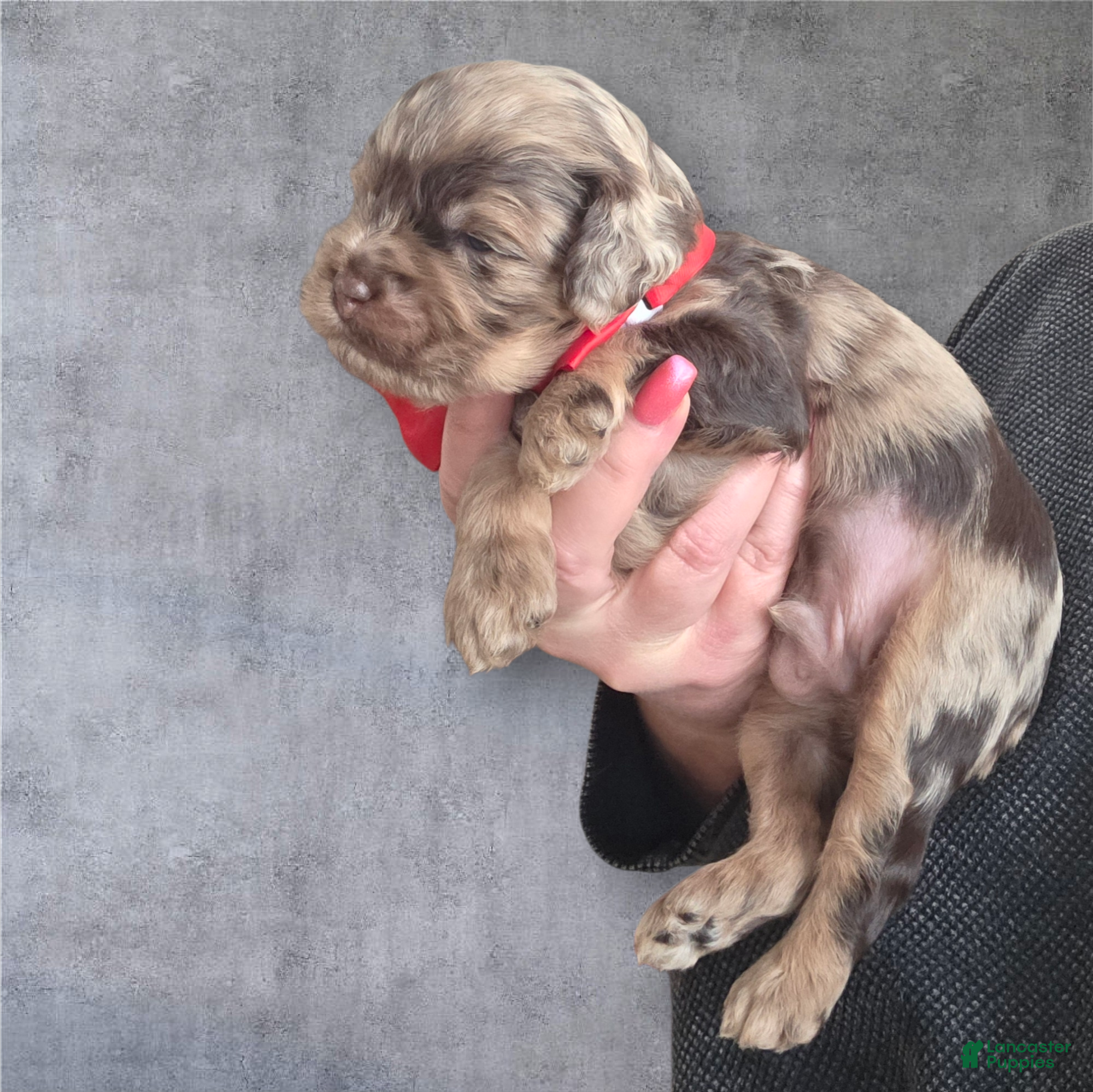 Cockapoo dogs Cockapoo Puppy 1 - Ad 2