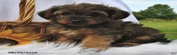 Morkie dogs for sale: Peanut  - Ad 3