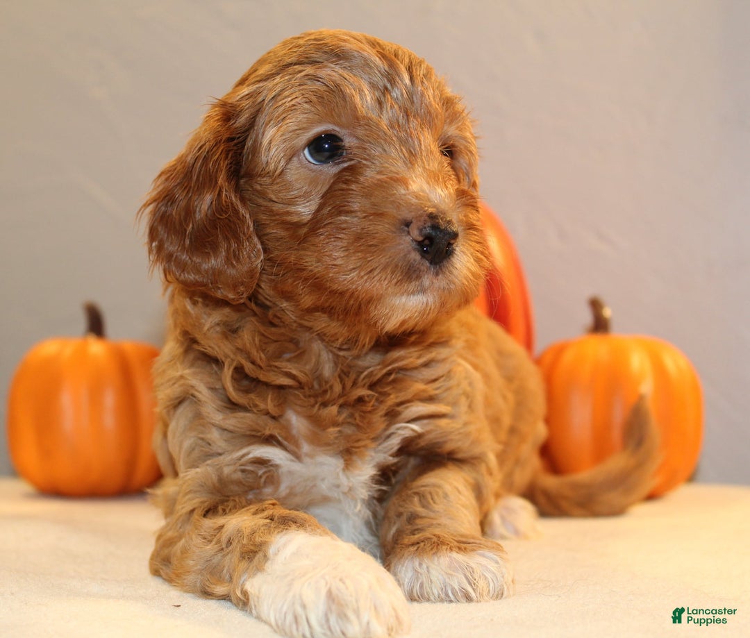 Mini Aussiedoodle dogs for sale: Hazel - Ad 8