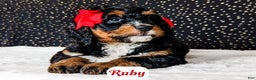 Bernedoodle dogs for sale: Ruby - Ad 9