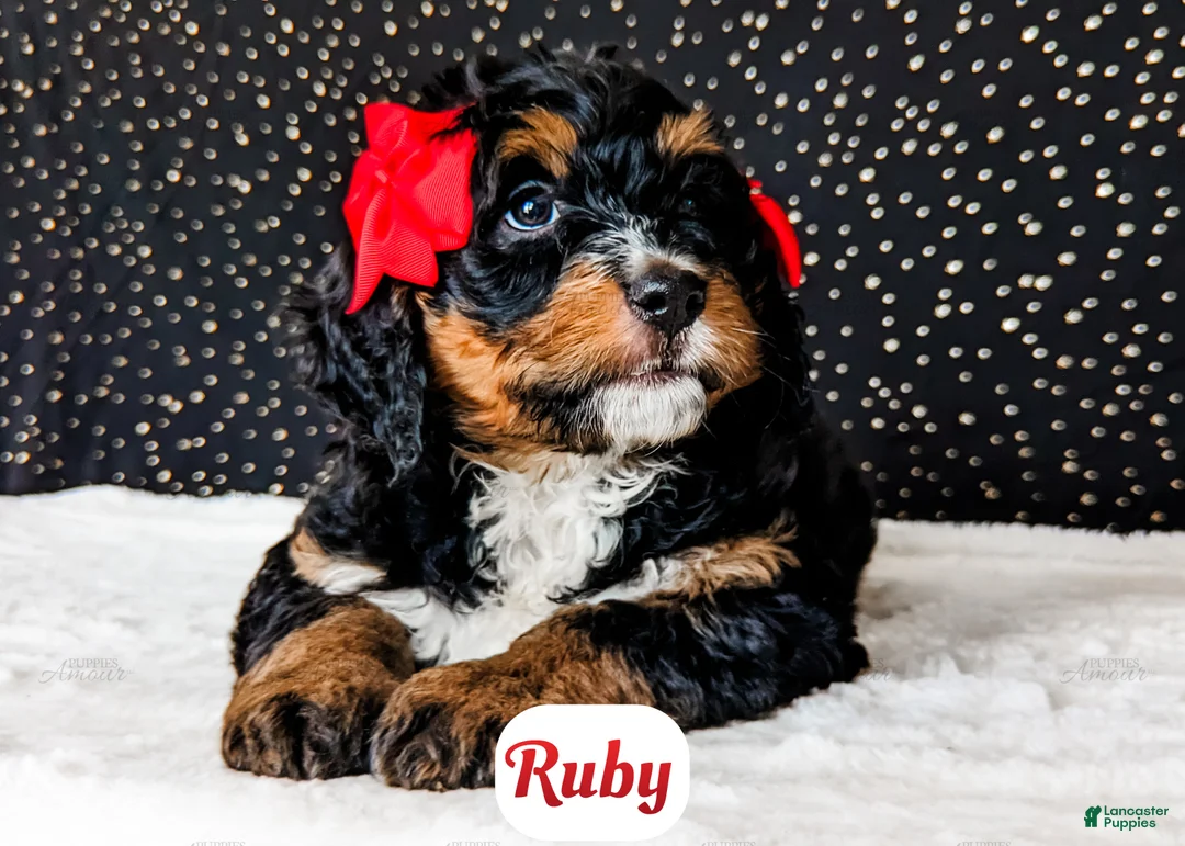 Bernedoodle dogs for sale: Ruby - Ad 9