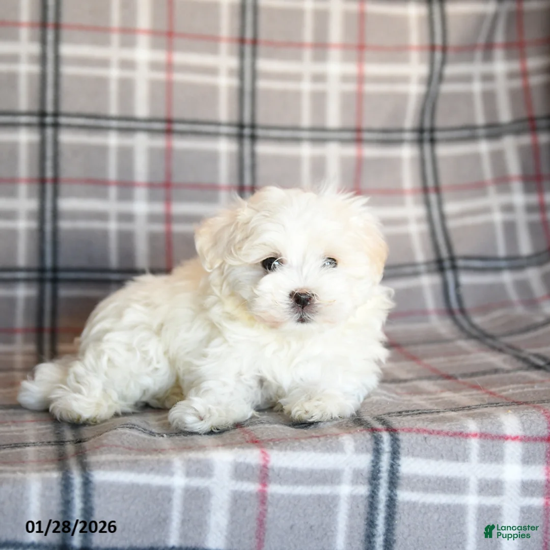 Maltese dogs for sale: Reva - Ad 2