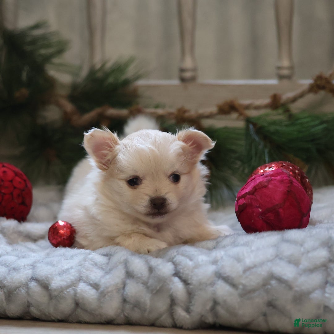 Maltipom dogs for sale: Sugarplum - Ad 1