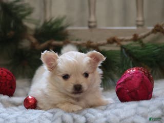 Maltipom dogs Sugarplum - Ad 2