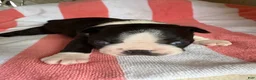 Boston Terrier dogs for sale: Boston Terrier 1 - Ad 4