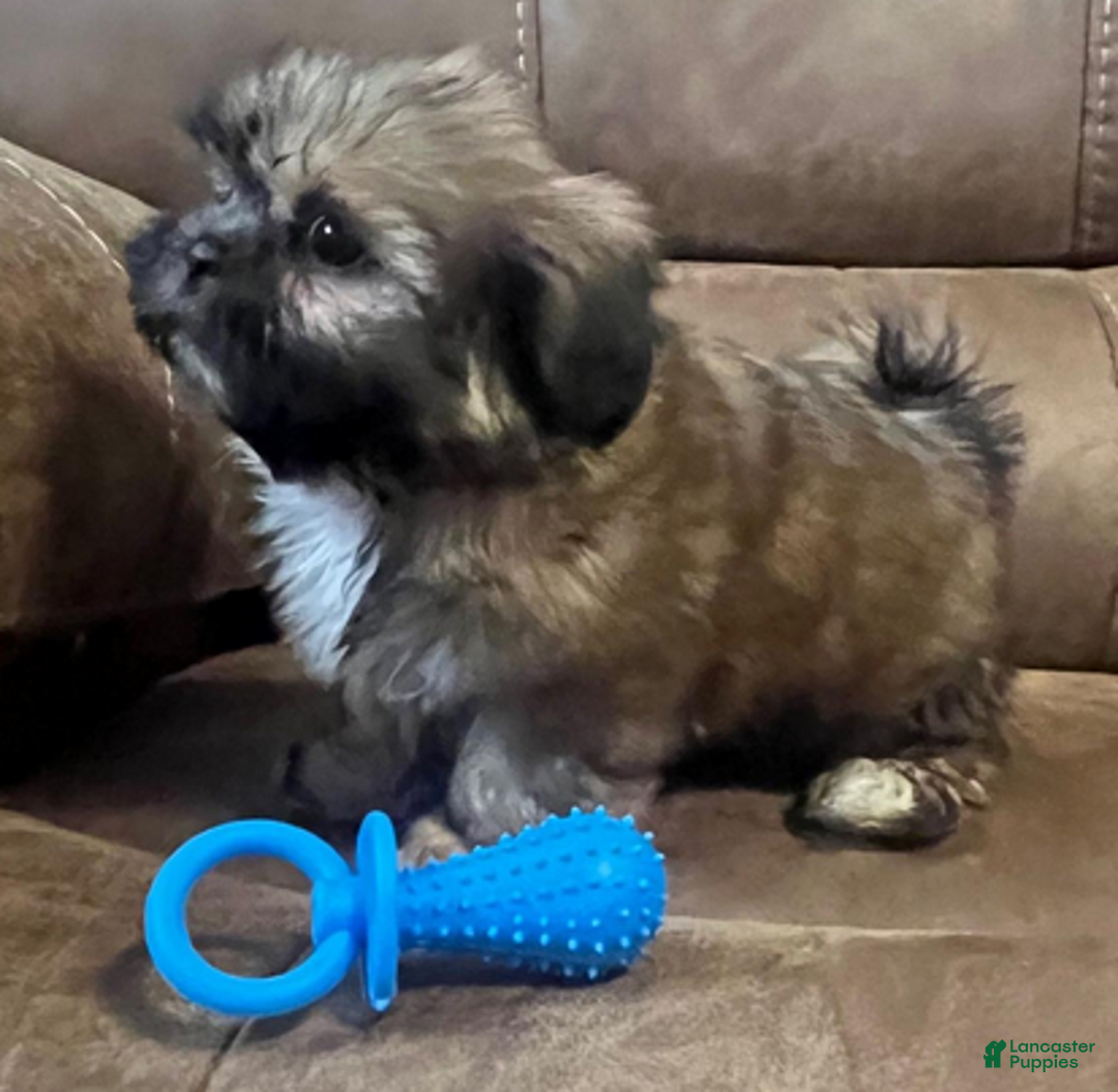 Shih Tzu dogs for sale: AKC Watson - Ad 6
