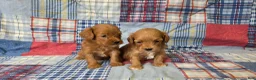 Cavapoo dogs for sale: Marigold - Ad 9