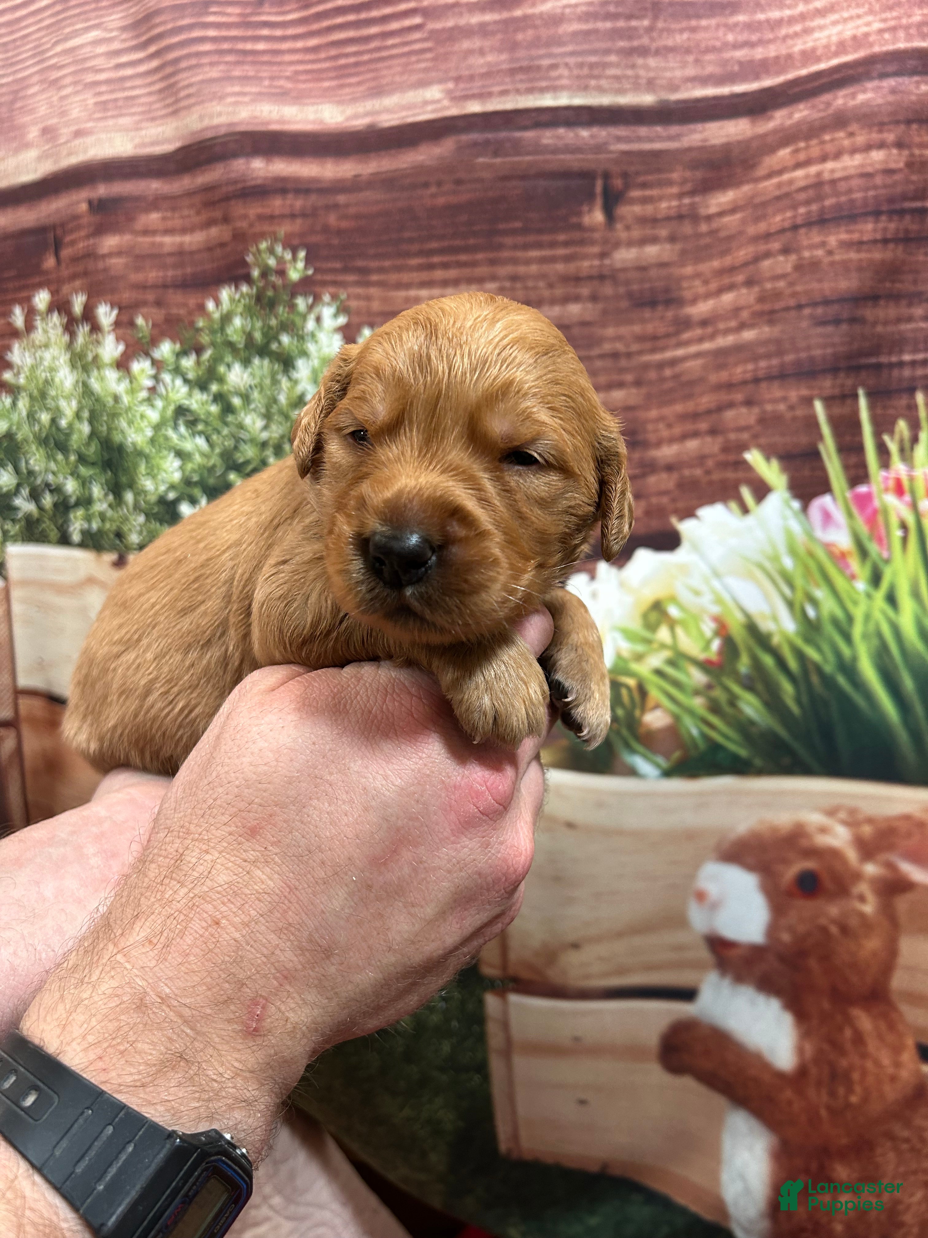 Golden Retriever dogs Clifford  - Ad 1