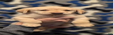 Sammy