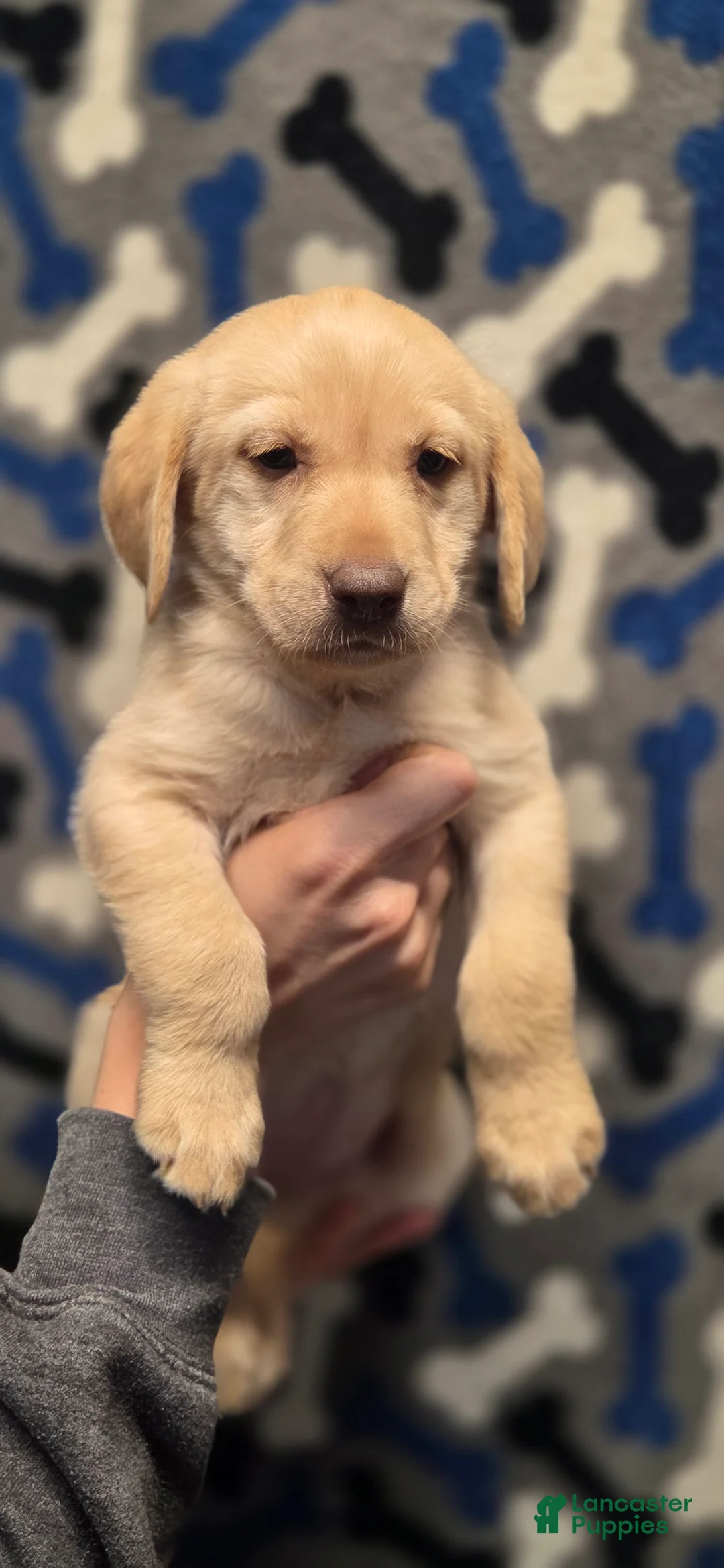 Labrador Retriever dogs for sale: Sammy - Ad 1
