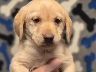 Labrador Retriever dogs Sammy - Ad 16