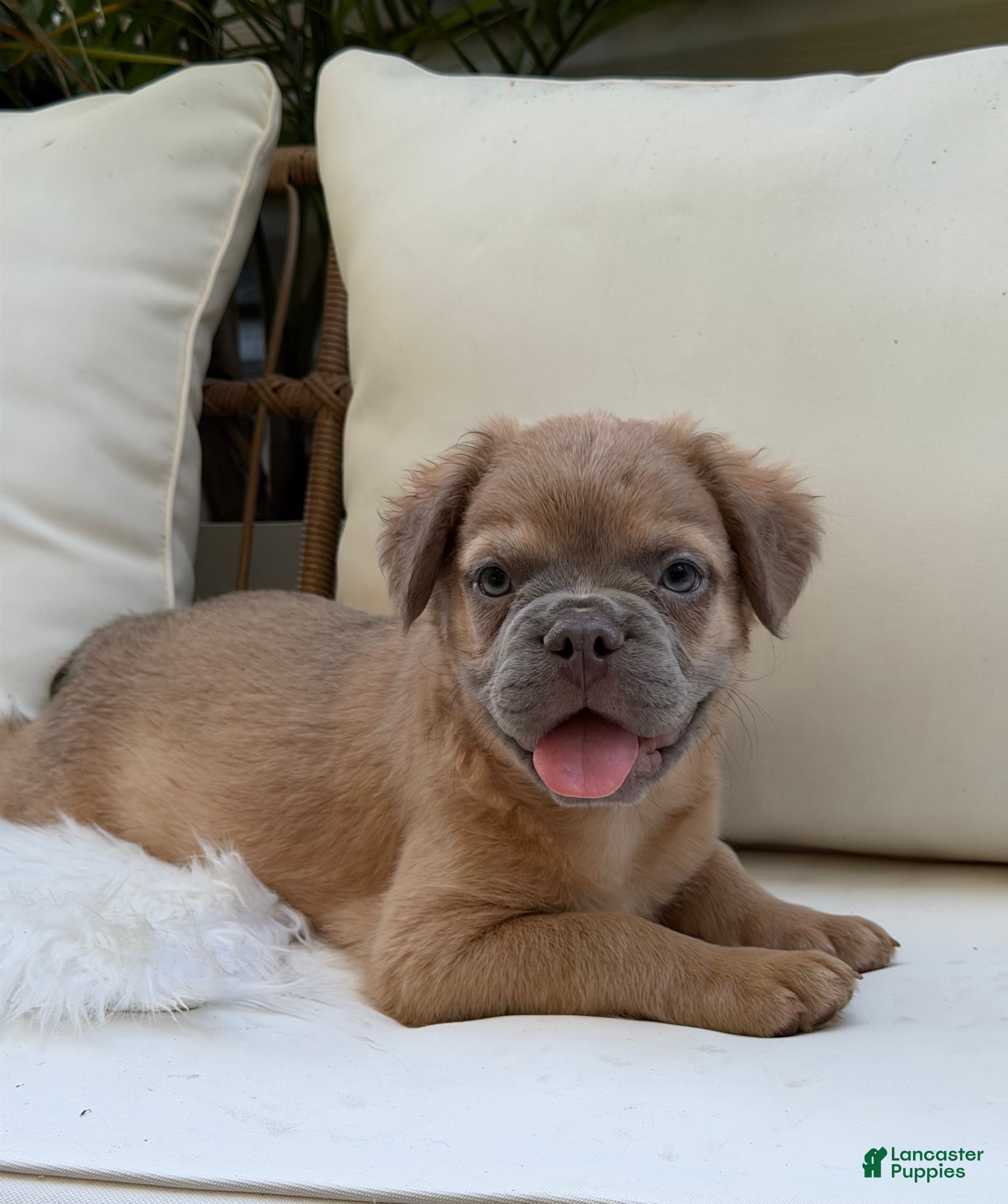 French Bulldog dogs Slate - Ad 1