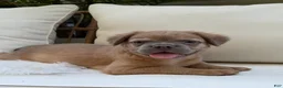 French Bulldog dogs for sale: Slate - Ad 1