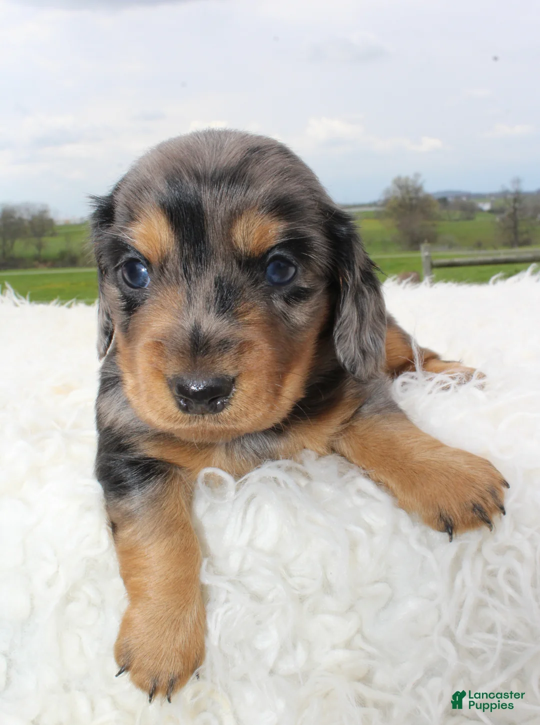 Miniature Dachshund dogs for sale: Mini Dachshund Boy 2 - Ad 1