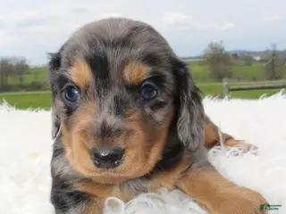 Miniature Dachshund dogs Mini Dachshund Boy 2 - Ad 1