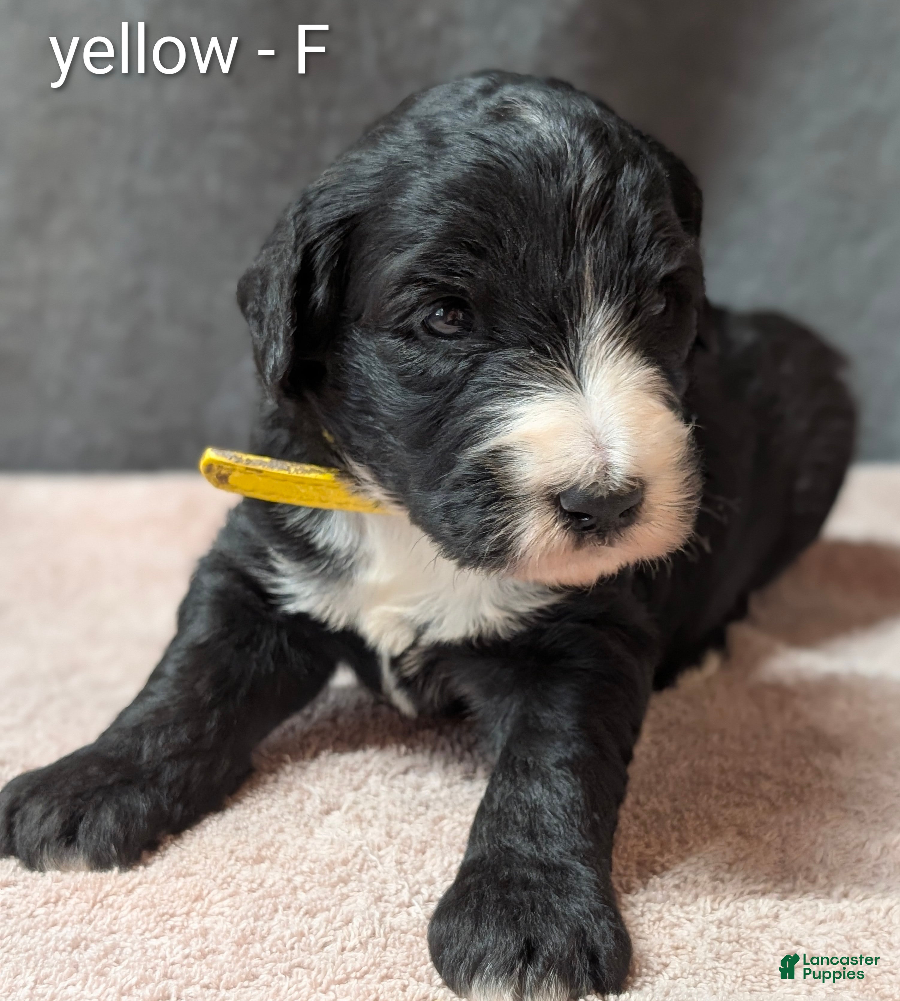 Sheepadoodle dogs Yellow Collar - Ad 2