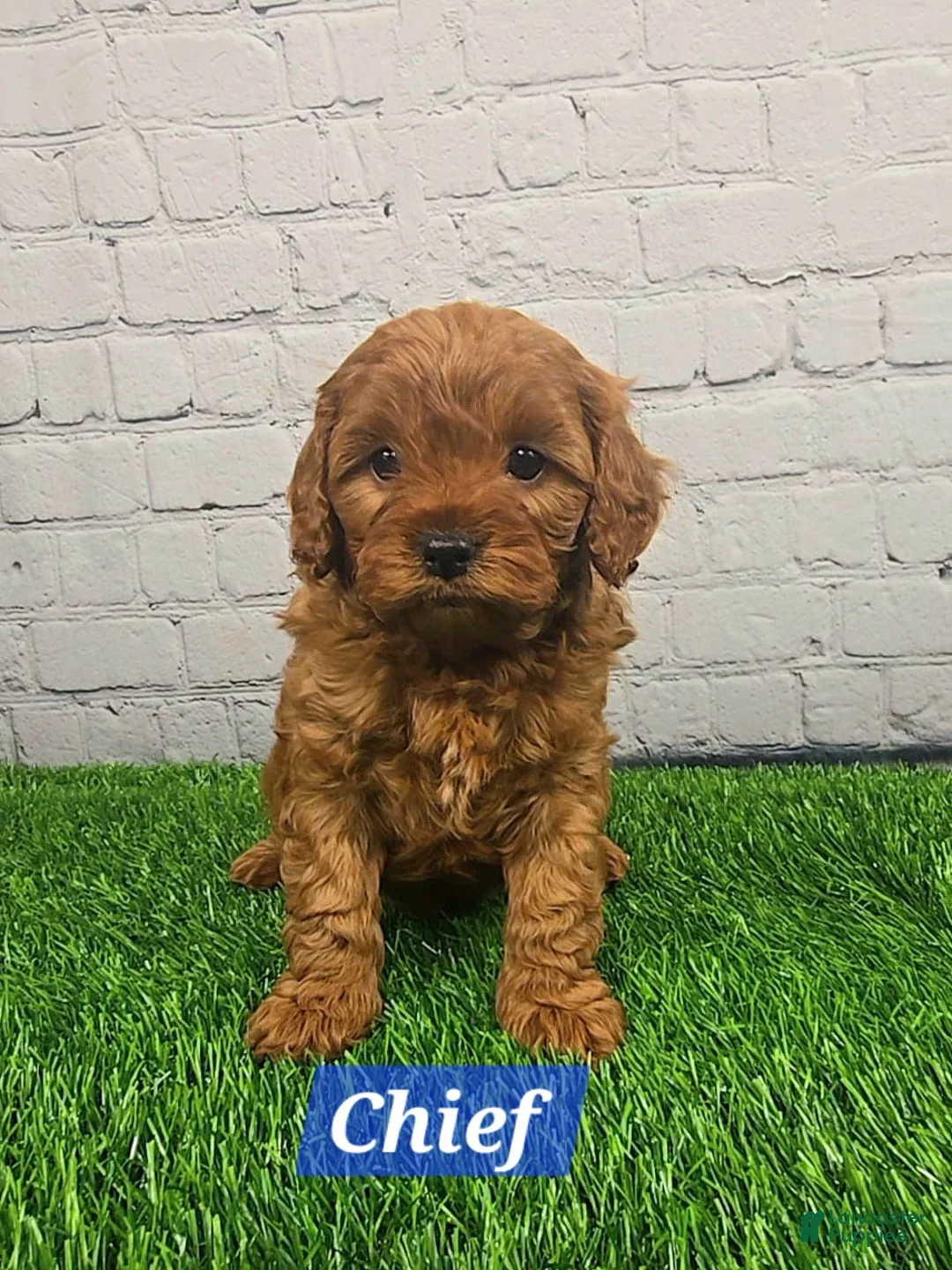 Cavapoo dogs for sale: Chief  - Ad 5