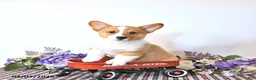 Welsh Corgi Pembroke dogs for sale: Bruce - Ad 1