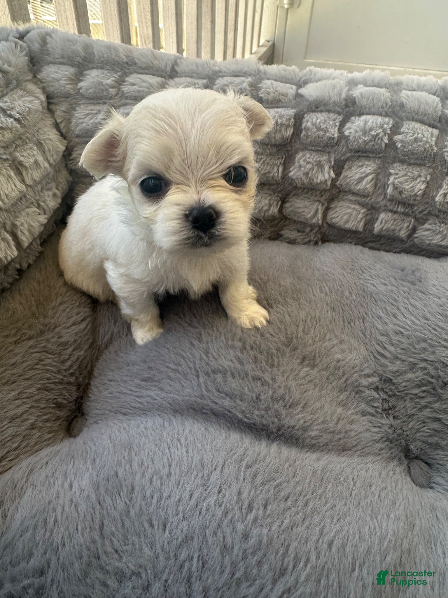 Maltese dogs Korean Ashton - Ad 1