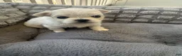 Maltese dogs for sale: Korean Ashton - Ad 1