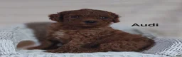 Cavapoo dogs for sale: Cavapoo F1b 3 Audi - Ad 3