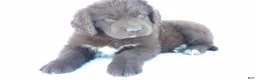 Newfoundland dogs for sale: Jill - Ad 5